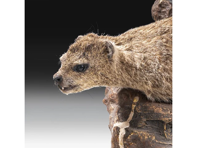 Rock hyrax (procavia capensis) full mount, taxidermy trophy, h 30 cm - afbeelding 9 van  10