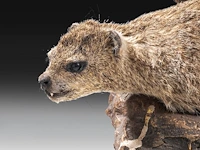 Rock hyrax (procavia capensis) full mount, taxidermy trophy, h 30 cm - afbeelding 9 van  10