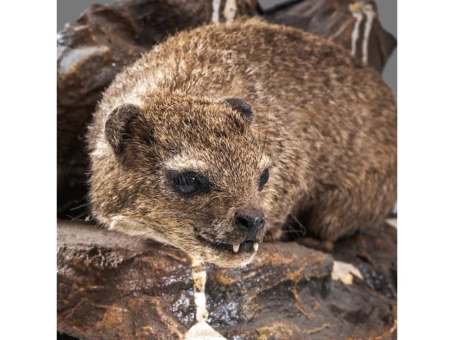 Rock hyrax (procavia capensis) full mount, taxidermy trophy, h 30 cm - afbeelding 10 van  10