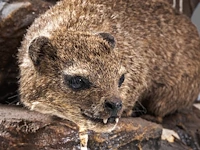Rock hyrax (procavia capensis) full mount, taxidermy trophy, h 30 cm - afbeelding 10 van  10