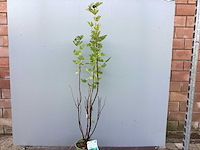 Rode bessenstruiken (x50) - afbeelding 2 van  3