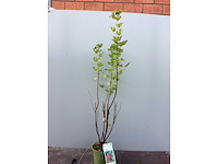 Rode bessenstruiken (x50) - afbeelding 3 van  3