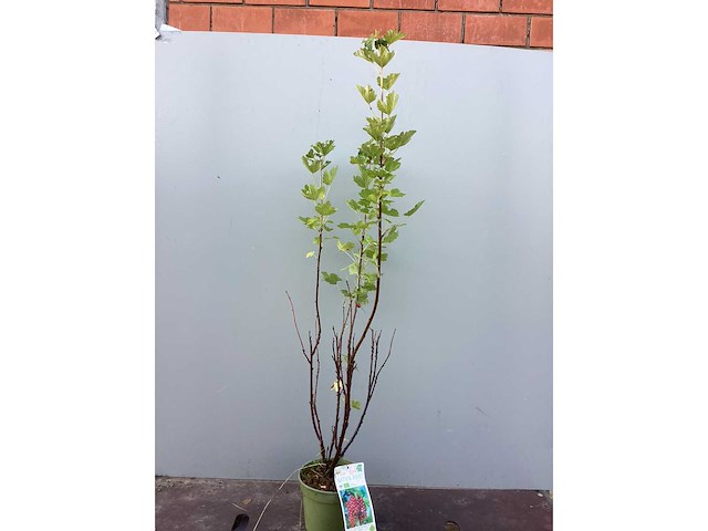 Rode bessenstruiken (x50) - afbeelding 3 van  3