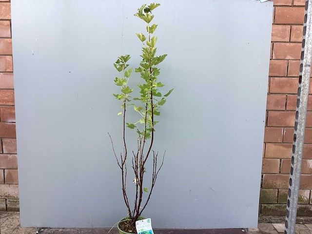 Rode bessenstruiken (x50) - afbeelding 2 van  3