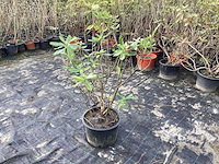 Rododendron ponticum 80-100 (5x) - afbeelding 2 van  3