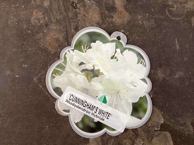 Rododendron ponticum 80-100 (5x) - afbeelding 3 van  3