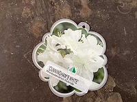 Rododendron ponticum 80-100 (5x) - afbeelding 3 van  3