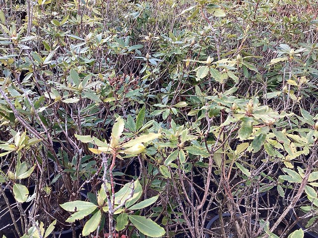 Rododendron ponticum 80-100 (5x) - afbeelding 1 van  2