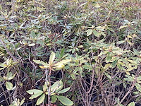 Rododendron ponticum 80-100 (5x) - afbeelding 1 van  2