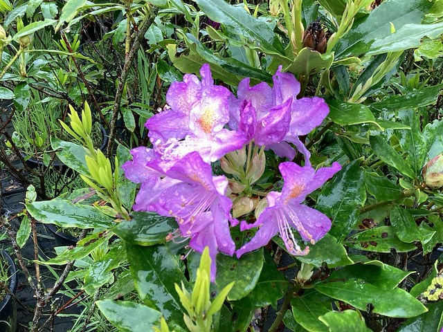 Rododendron ponticum 80-100 (5x) - afbeelding 2 van  2
