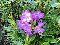Rododendron ponticum 80-100 (5x) - afbeelding 2 van  2