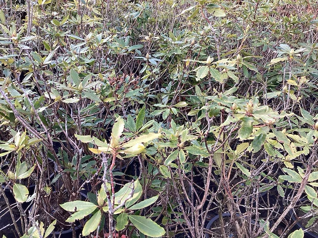 Rododendron ponticum 80-100 (5x) - afbeelding 1 van  3