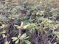 Rododendron ponticum 80-100 (5x)