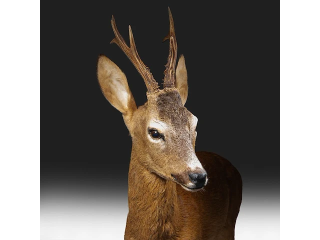 Roe deer (capreolus capreolus) full mount, taxidermy trophy, h 125 cm - afbeelding 2 van  12
