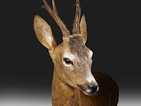 Roe deer (capreolus capreolus) full mount, taxidermy trophy, h 125 cm - afbeelding 2 van  12