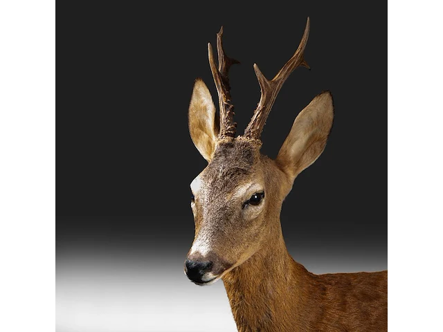 Roe deer (capreolus capreolus) full mount, taxidermy trophy, h 125 cm - afbeelding 3 van  12