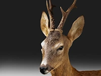 Roe deer (capreolus capreolus) full mount, taxidermy trophy, h 125 cm - afbeelding 3 van  12