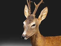 Roe deer (capreolus capreolus) full mount, taxidermy trophy, h 125 cm - afbeelding 4 van  12