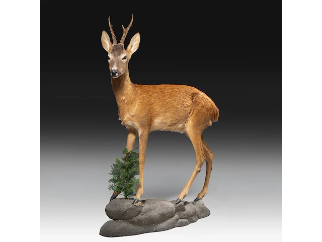 Roe deer (capreolus capreolus) full mount, taxidermy trophy, h 125 cm - afbeelding 1 van  12