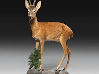 Roe deer (capreolus capreolus) full mount, taxidermy trophy, h 125 cm