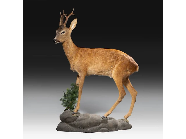 Roe deer (capreolus capreolus) full mount, taxidermy trophy, h 125 cm - afbeelding 5 van  12