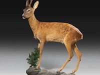 Roe deer (capreolus capreolus) full mount, taxidermy trophy, h 125 cm - afbeelding 5 van  12