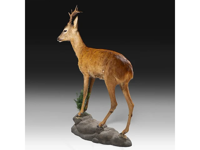 Roe deer (capreolus capreolus) full mount, taxidermy trophy, h 125 cm - afbeelding 6 van  12