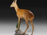 Roe deer (capreolus capreolus) full mount, taxidermy trophy, h 125 cm - afbeelding 6 van  12