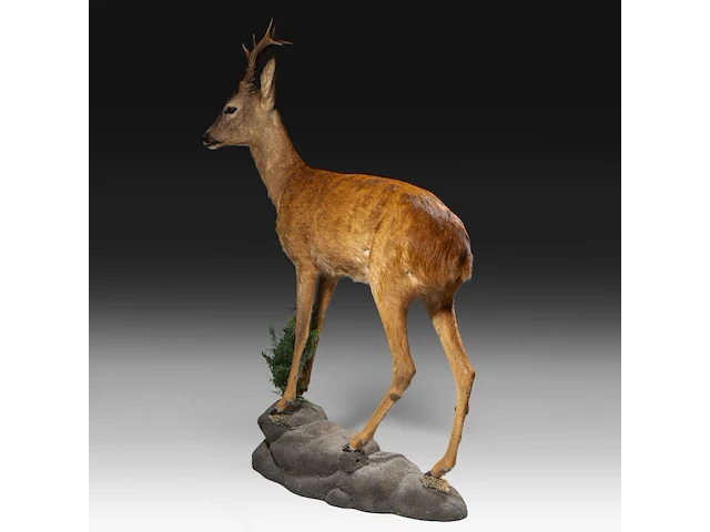 Roe deer (capreolus capreolus) full mount, taxidermy trophy, h 125 cm - afbeelding 7 van  12