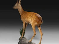 Roe deer (capreolus capreolus) full mount, taxidermy trophy, h 125 cm - afbeelding 7 van  12