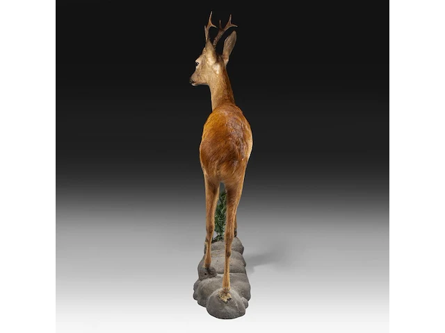 Roe deer (capreolus capreolus) full mount, taxidermy trophy, h 125 cm - afbeelding 8 van  12