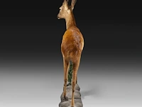 Roe deer (capreolus capreolus) full mount, taxidermy trophy, h 125 cm - afbeelding 8 van  12