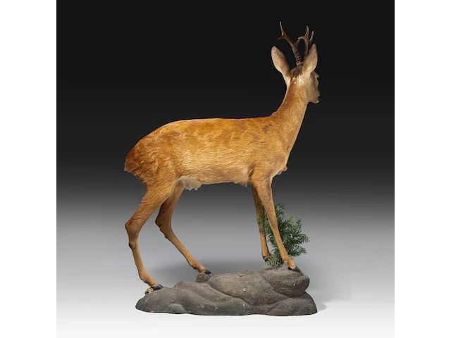 Roe deer (capreolus capreolus) full mount, taxidermy trophy, h 125 cm - afbeelding 9 van  12
