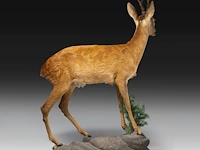 Roe deer (capreolus capreolus) full mount, taxidermy trophy, h 125 cm - afbeelding 9 van  12