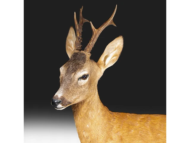 Roe deer (capreolus capreolus) full mount, taxidermy trophy, h 125 cm - afbeelding 10 van  12