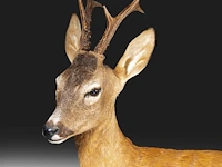 Roe deer (capreolus capreolus) full mount, taxidermy trophy, h 125 cm - afbeelding 10 van  12