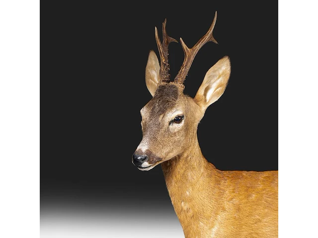 Roe deer (capreolus capreolus) full mount, taxidermy trophy, h 125 cm - afbeelding 11 van  12