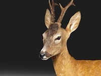 Roe deer (capreolus capreolus) full mount, taxidermy trophy, h 125 cm - afbeelding 11 van  12