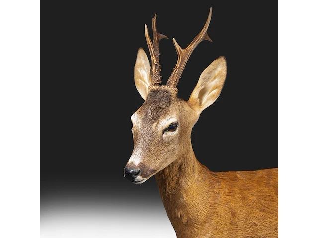 Roe deer (capreolus capreolus) full mount, taxidermy trophy, h 125 cm - afbeelding 12 van  12