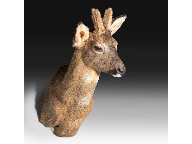 Roe deer (capreolus capreolus) shoulder mount, taxidermy trophy, h 55 cm - afbeelding 1 van  3