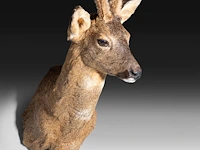 Roe deer (capreolus capreolus) shoulder mount, taxidermy trophy, h 55 cm