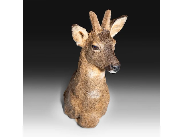 Roe deer (capreolus capreolus) shoulder mount, taxidermy trophy, h 55 cm - afbeelding 2 van  3