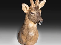Roe deer (capreolus capreolus) shoulder mount, taxidermy trophy, h 55 cm - afbeelding 2 van  3