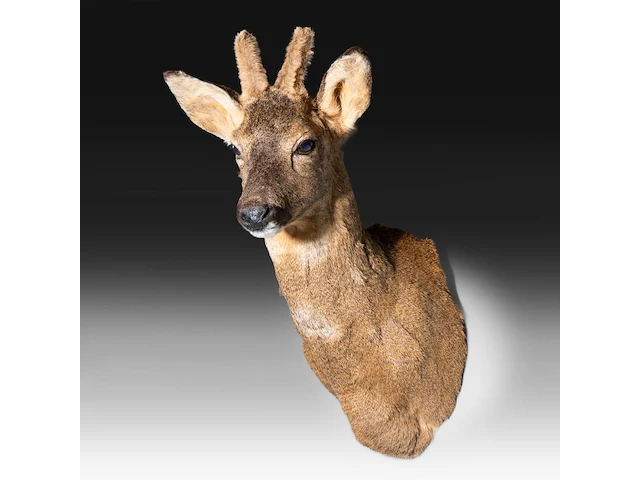 Roe deer (capreolus capreolus) shoulder mount, taxidermy trophy, h 55 cm - afbeelding 3 van  3