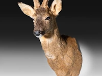 Roe deer (capreolus capreolus) shoulder mount, taxidermy trophy, h 55 cm - afbeelding 3 van  3