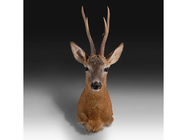 Roe deer (capreolus capreolus) shoulder mount, taxidermy trophy, h 65 cm - afbeelding 1 van  3