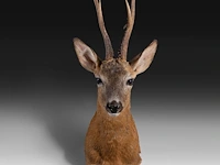 Roe deer (capreolus capreolus) shoulder mount, taxidermy trophy, h 65 cm