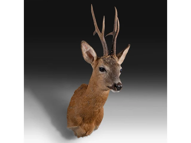 Roe deer (capreolus capreolus) shoulder mount, taxidermy trophy, h 65 cm - afbeelding 2 van  3