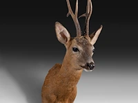 Roe deer (capreolus capreolus) shoulder mount, taxidermy trophy, h 65 cm - afbeelding 2 van  3