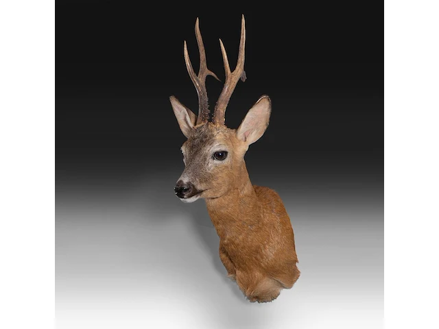 Roe deer (capreolus capreolus) shoulder mount, taxidermy trophy, h 65 cm - afbeelding 3 van  3